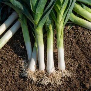 Poireau bleu de Solaise